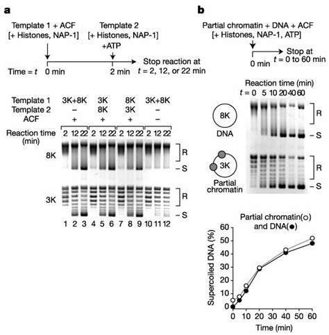 Template Commitment By Acf Requires Continual Nucleosome Download