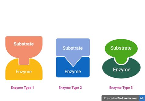 Enzyme Definition Classifications Structure Specificity Applications Sciencevivid