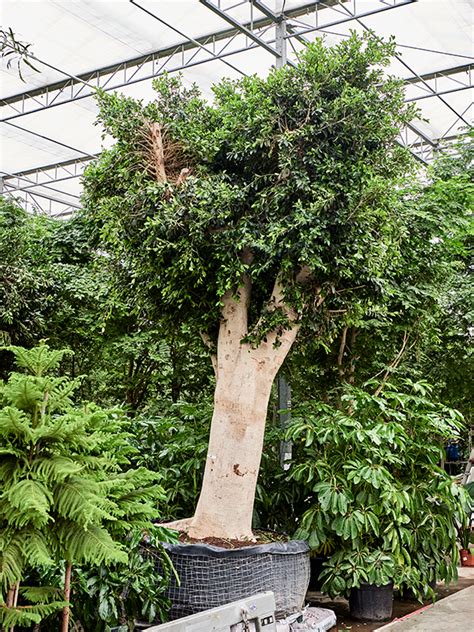 Ficus Microcarpa ‘nitida Stem Kvety Victor