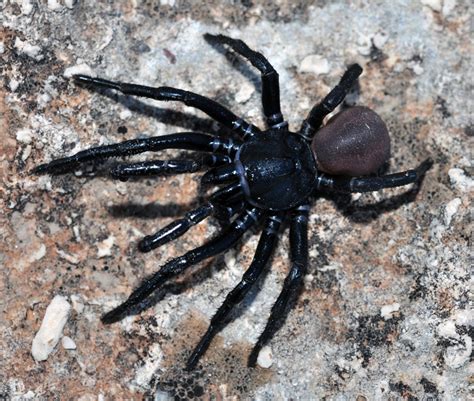 5 Most Venomous Australian Spiders To Avoid With Pictures And Ranked!