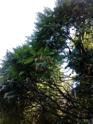 HORTUS BOTANICUS
