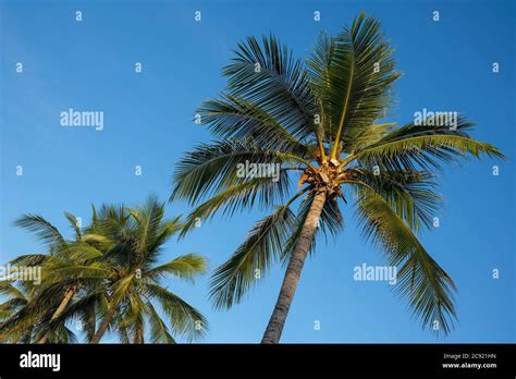 Tropical Palm Trees Hi Res Stock Photography And Images Alamy