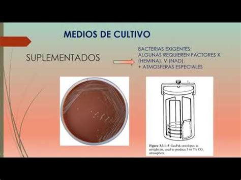 1 Curso Basico Para Principiantes Y Apasionados De Bacteriologia