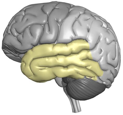 Temporal Lobe - CereScan