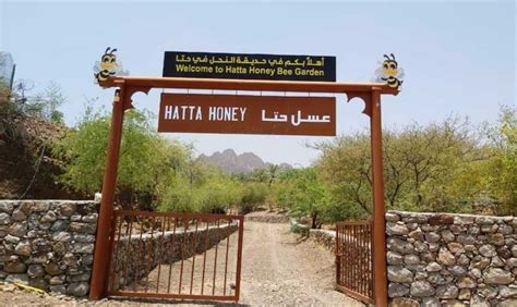 Hatta Safari And Honey Bee Garden Visit Getyourguide