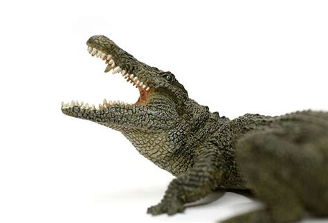 Crocodile Prey Stock Photos, Pictures & Royalty-Free Images - iStock