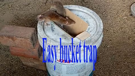 All Time Best Mouse Trap Trap Rat Trap Homemade Bucket Mouse Trap