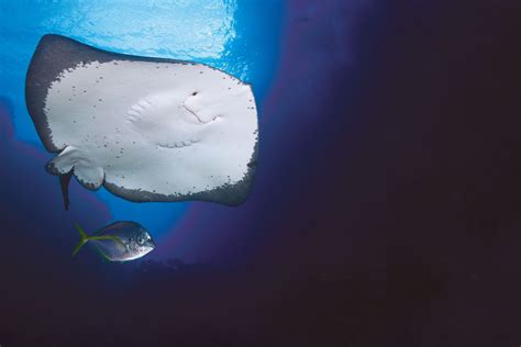 Giant Stingray Attack