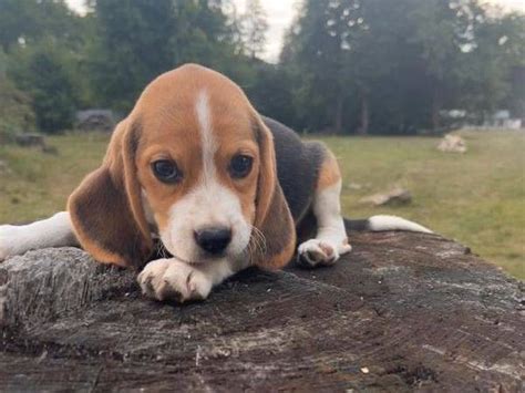 À vendre 6 chiots Beagles tricolores non LOF Petite Annonce chien