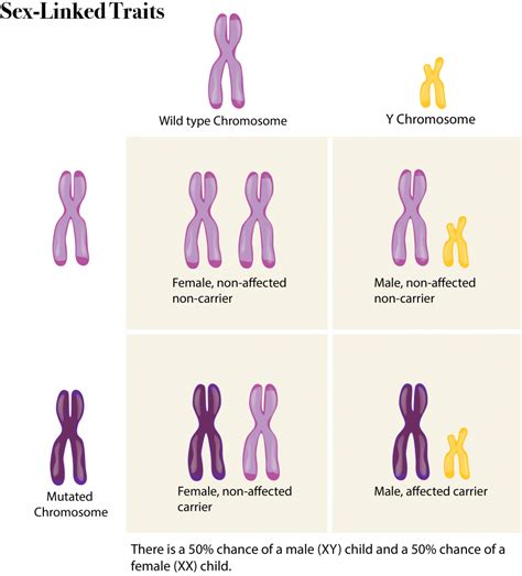 612 Sex Chromosomes The Evolution And Biology Of Sex