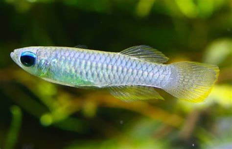 Lampeye Killifish Planted Aquaria Bring Nature Home