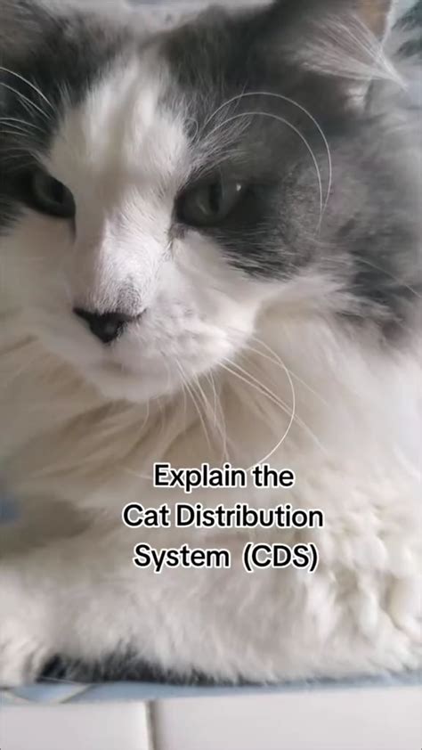 Cat Distribution System Explained Rtiktokcringe