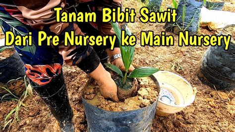 Tanam Bibit Sawit Umur Bulan Dari Pre Nursery Ke Main Nursery Youtube