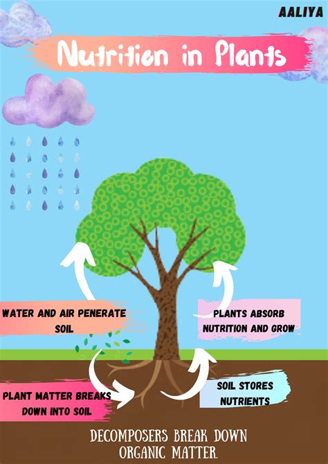 Nutrition In plants