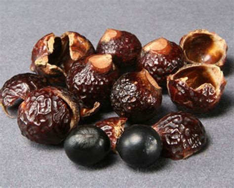 Sapindus Mukorossi Seeds Soap Nut Tree Seed Soap Berry Etsy