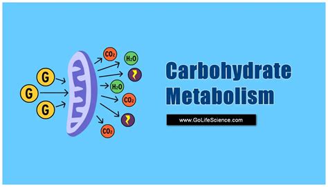 Carbohydrate Metabolism And Its Phases Basic Overview