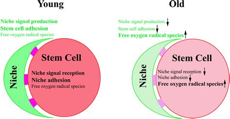 Stem Cell Aging Is Controlled Both Intrinsically And Extrinsically In