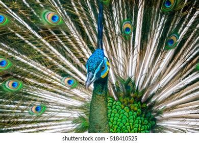 Beautiful Male Peacock Feathers Outanimal Stock Photo 518410525 ...