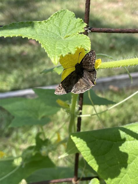 Horace S Duskywing From Jennifer Lynn St Denham Springs LA US On