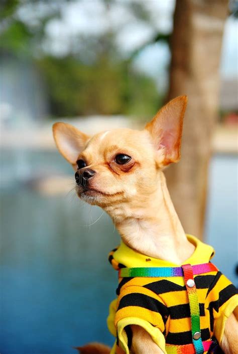 Chihuahua Dog Wearing Shirt Stock Image Image Of Rainbow Chiwawa