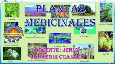 Fitoterapia Plantas Medicinales 2 Docsity