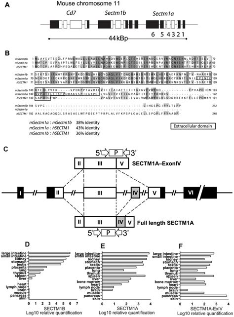 A Chromosomal Organisation Of The Cd Sectm B And Sectm A Genes B