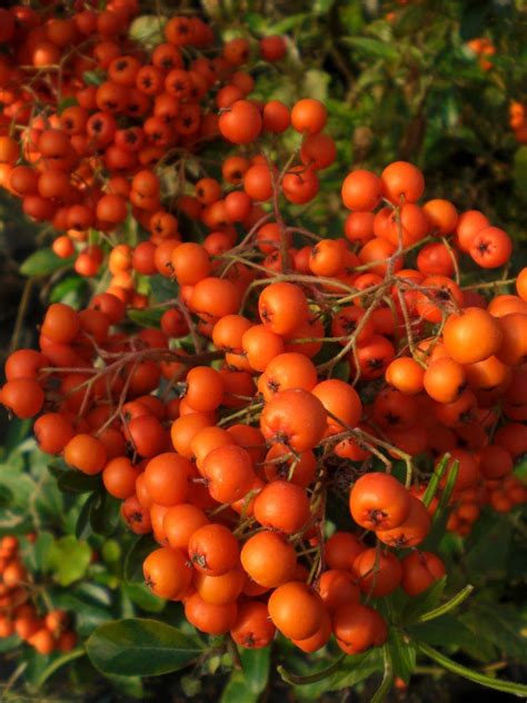 Pyracantha Orange Glow Agm