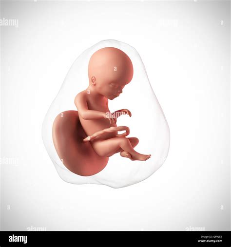 Fetus 20 Weeks Hi Res Stock Photography And Images Alamy