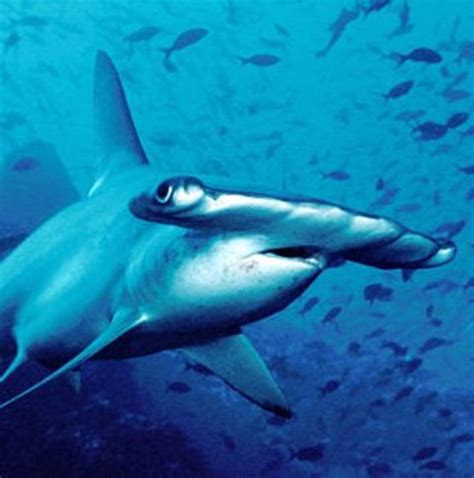 Lista Foto Tipos De Tiburones De Agua Dulce Actualizar