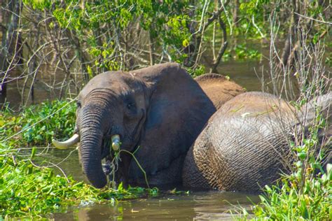 6 Days Murchison Falls NP Bwindi Forest NP Lake Bunyonyi GetYourGuide