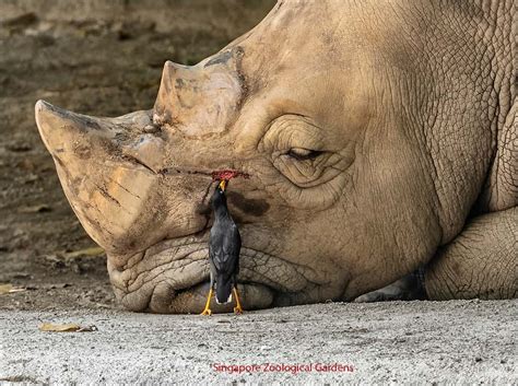 Top 2 Photo Spots At Singapore Zoological Gardens In 2025