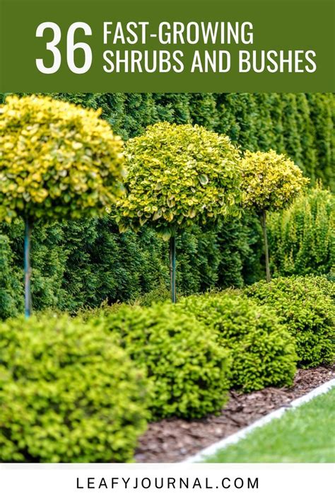 Fast Growing Shrubs And Bushes For Ultimate Privacy In Your Yard