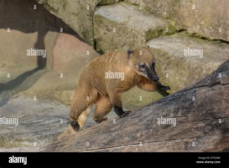nose bear   zoo stock photo alamy