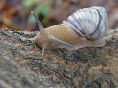 Jamaican Tree Snail Project Noah