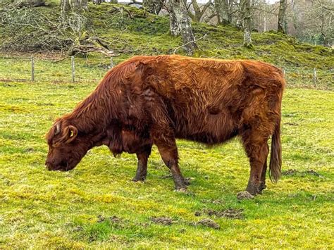 Qué ver en Parque Nacional Loch Lomond y los Trossachs Aficionados en