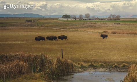 Buffaloes At The Prairie In Usa 이미지 1814069229 게티이미지뱅크