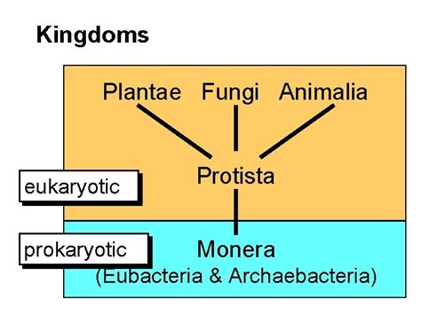 Lecture Kingdoms Monera Protista Kingdoms Plantae Fungi