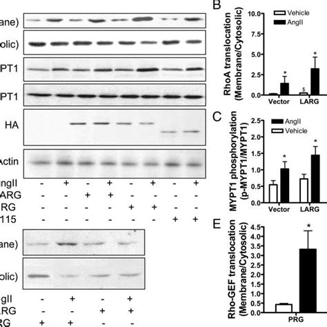 PDZ RhoGEF Mediates RhoA Activation By Angiotensin II A Through C Rat