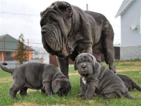 Mastino Napoletano Bullmastiff Cane Corso English Mastiff