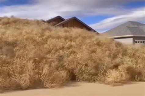 Tons Of Tumbleweeds Cover Montana Homes After Windstorm Passes Through