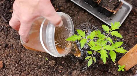 Ajouter Leau Et Faire Bouillir Cet Engrais Pour Tomates Fonctionne