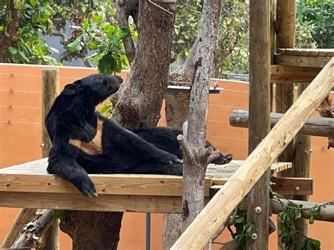 壽山動物園打造人熊友善環境 黑熊新家超舒適 地方 Nownews今日新聞