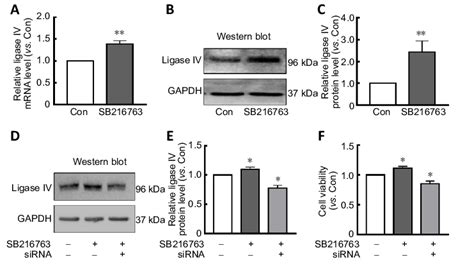 Ligase IV Is Involved In The Neuroprotective Mechanisms Of SB216763