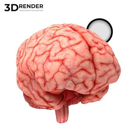 Render 3d Del Cerebro Humano Aislado Archivo PSD Premium