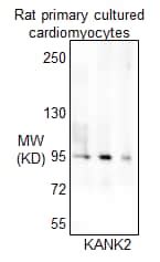 Kank Antibody Azide And Bsa Free Nbp Novus Biologicals