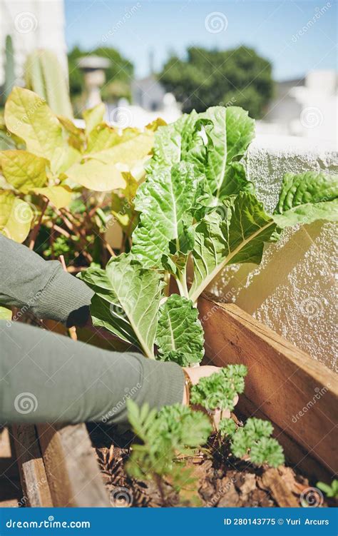 Take Pride In Growing Your Own Food A Young Woman Harvesting Food From Her Garden Stock Image