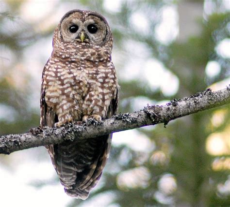 Usfws Northern Spotted Owls Should Be Listed As Endangered Times