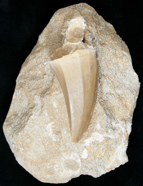 1 97 Fossil Mosasaurus Tooth In Matrix 14235 For Sale FossilEra