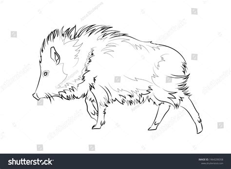 Javelina: Over 51 Royalty-Free Licensable Stock Illustrations & Drawings | Shutterstock