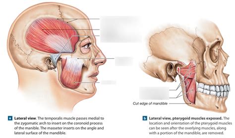 Muscles Of Mastication Diagram Quizlet